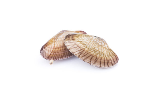 tridacna