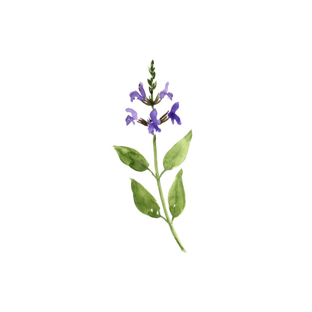 salvia