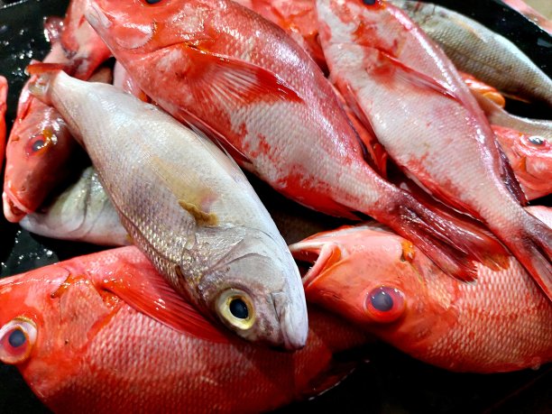 snapper