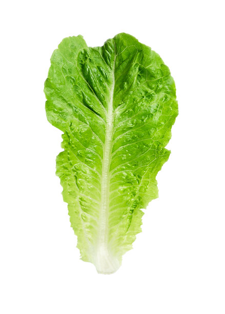 romaine