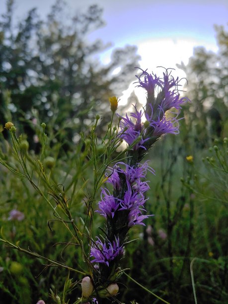 liatris