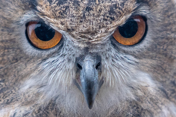 stare