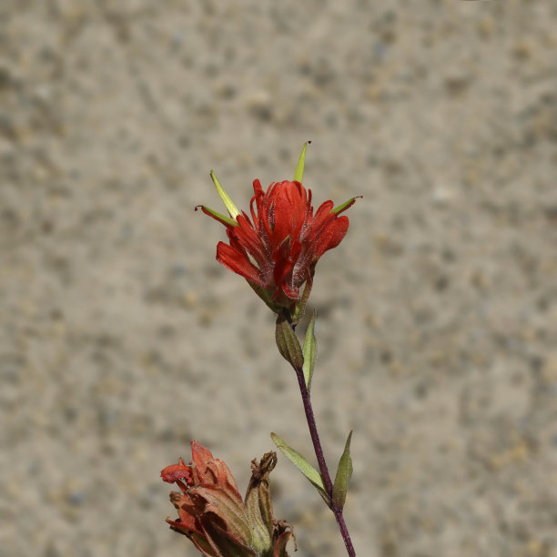 hawkweed