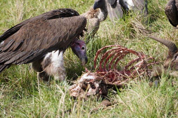 carrion