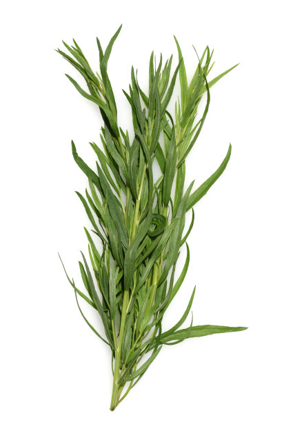 mugwort