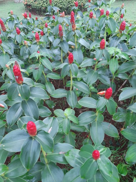 costus