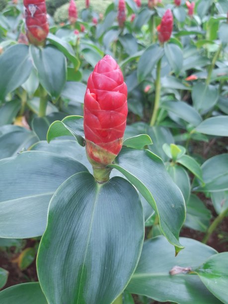 costus