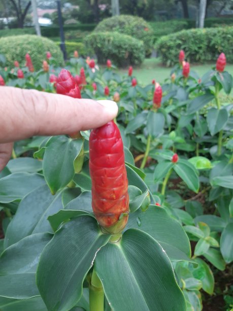 costus