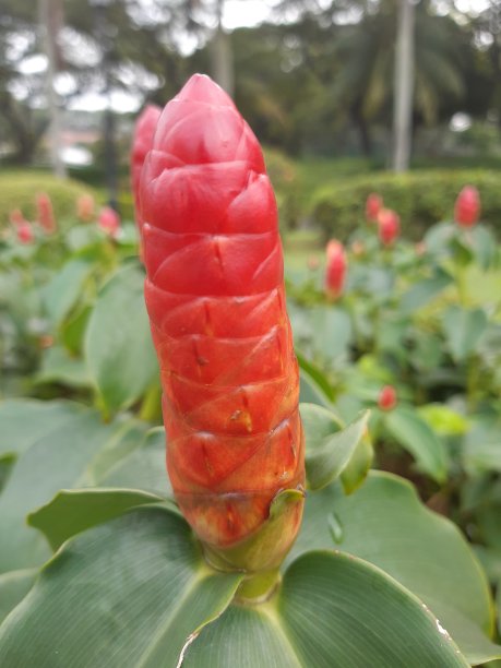 costus