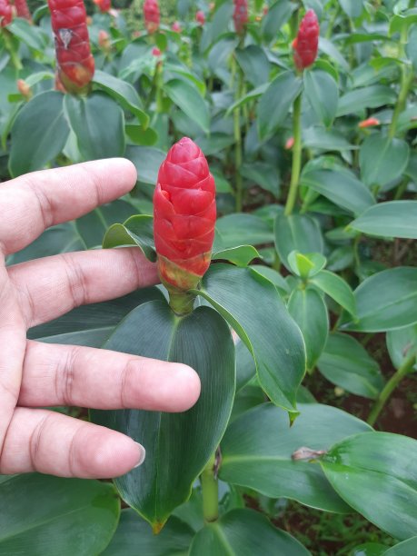 costus