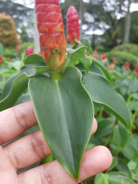 costus