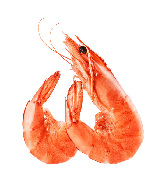 shrimps