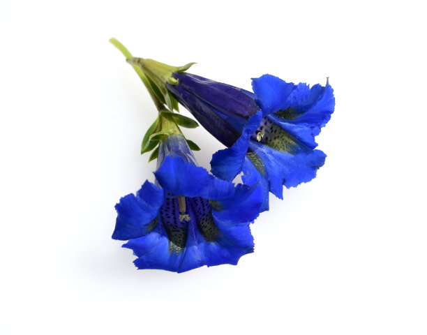 gentian