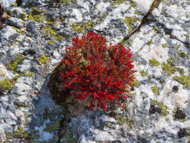 rhodiola