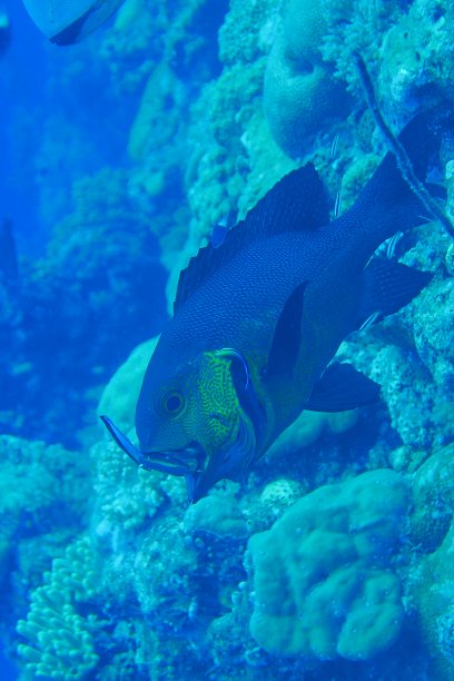 snapper