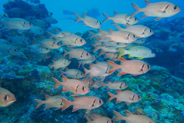 snapper