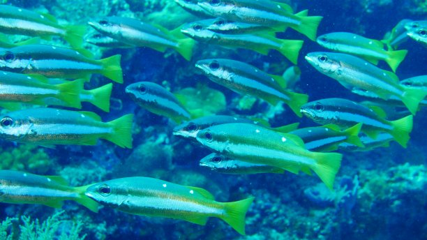 snapper