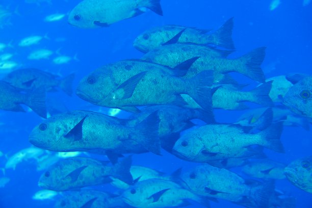 snapper