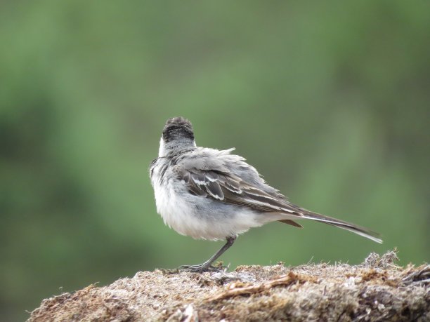 wagtail