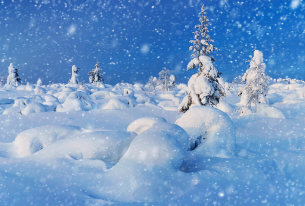 冬季芬兰北部白色的雪原与森林