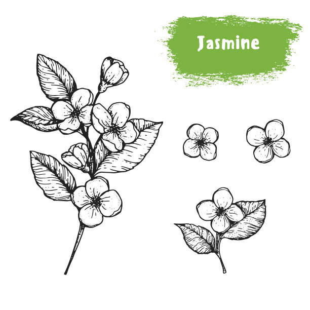 jasmine