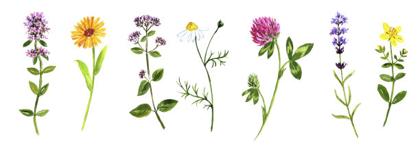 wildflowers