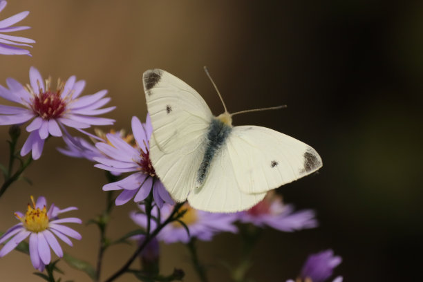 pieridae