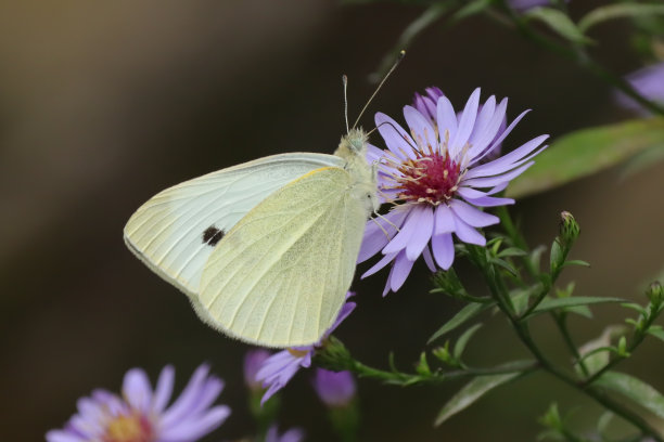 pieridae