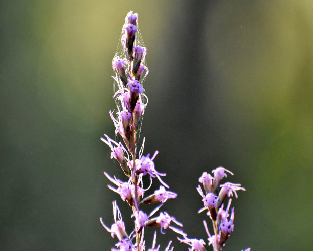liatris