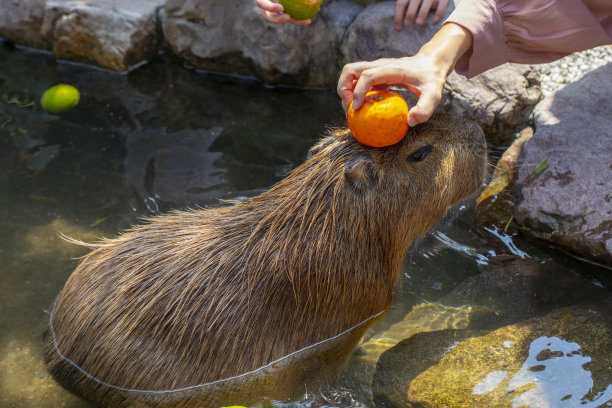 capybara