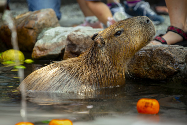 capybara