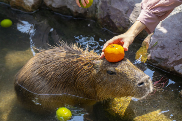 capybara