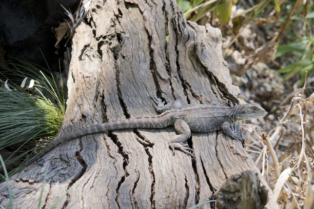 physignathus