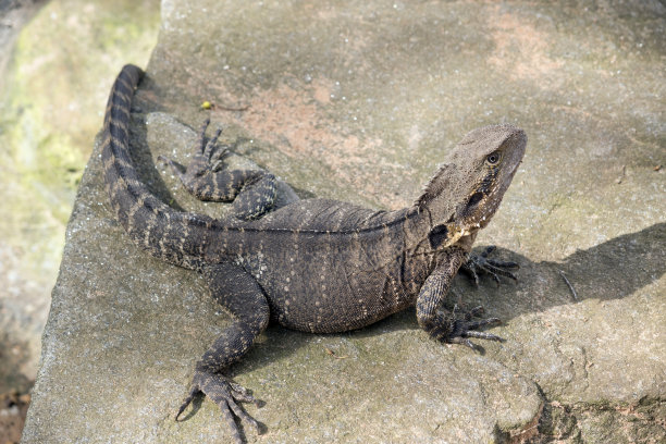 physignathus