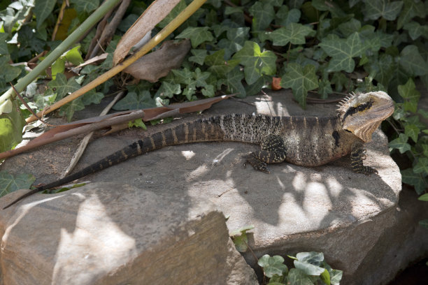 physignathus