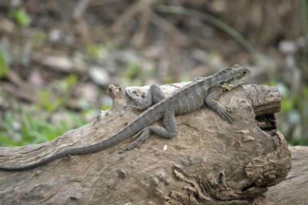 physignathus