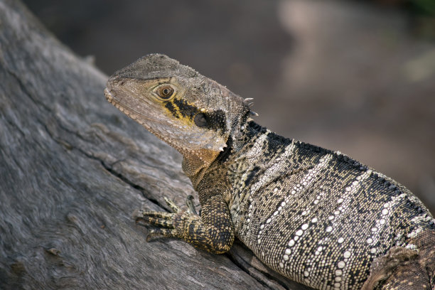 physignathus