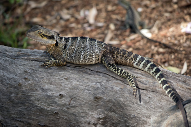physignathus