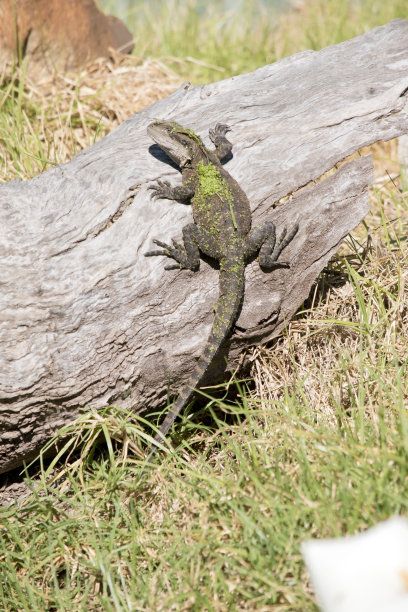 physignathus