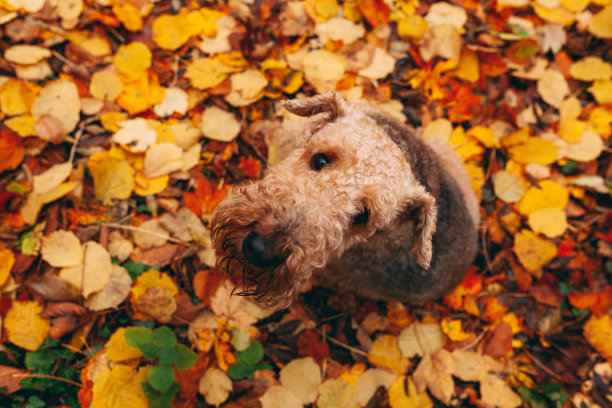 airedale