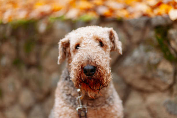 airedale
