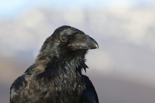 raven