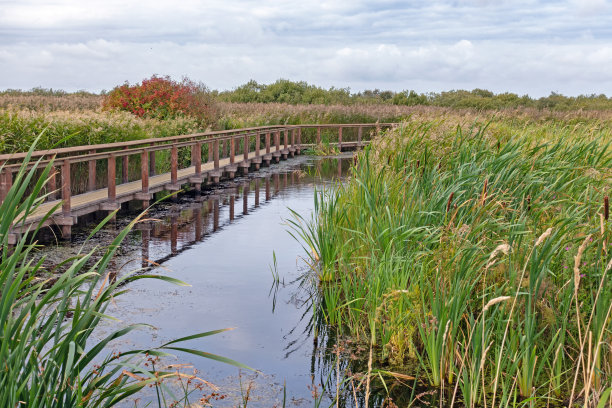 wetland