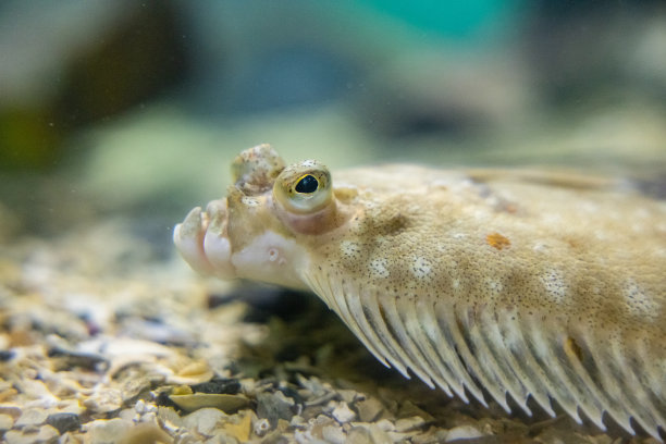plaice