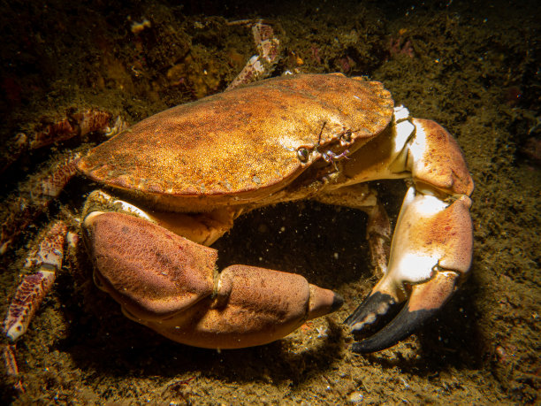 crustacean