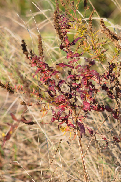 filipendula