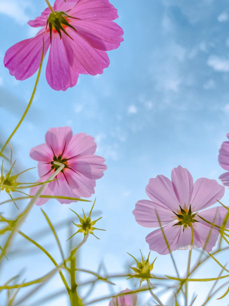 calliopsis
