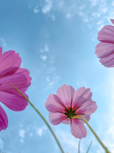 calliopsis