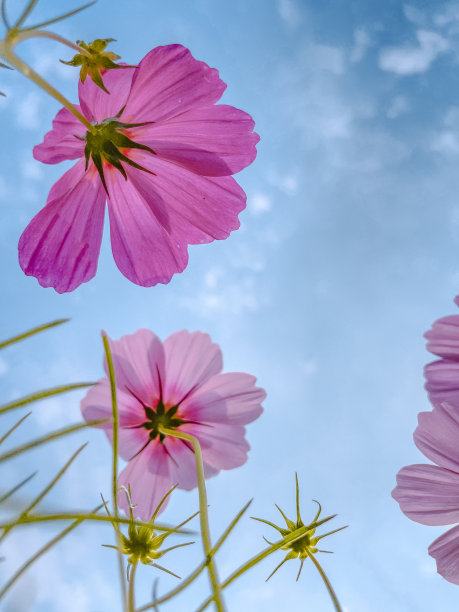 calliopsis