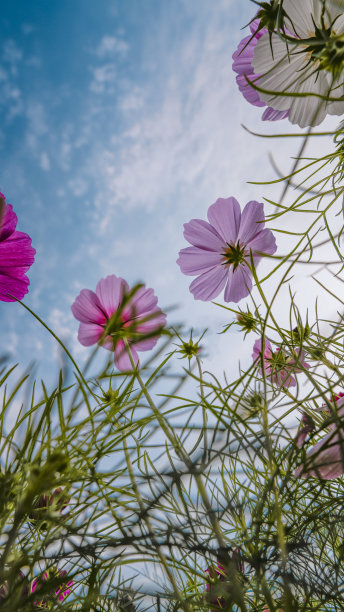 calliopsis